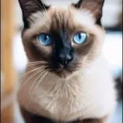 チャッピーの画像