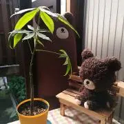 ヒサコ