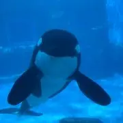 すぬの画像
