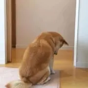 お豆ちゃん