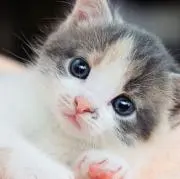 Shunの画像