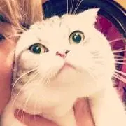 ヤヌの画像