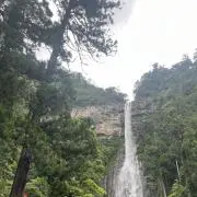 りんなつの画像