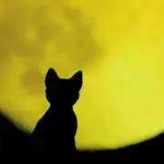 ネコ達の画像