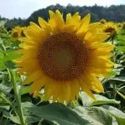 よっしーの画像