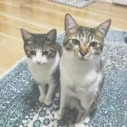 そるまかの画像