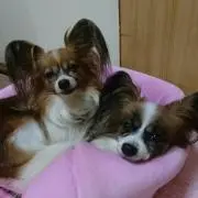 ルキアの画像