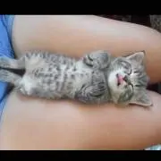 ももたろう