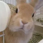 さくらの画像
