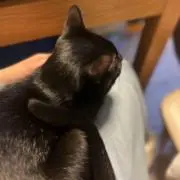 ラムレの画像