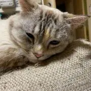 のりみい