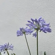 renaの画像