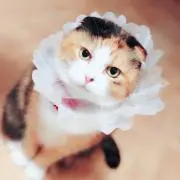 shihoの画像