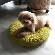 メロンの画像