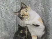 ススムッチ