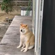 カピ吾郎の画像