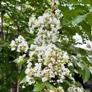 ＊百日紅PF必読＆お引越し整理中☆彡＊の画像