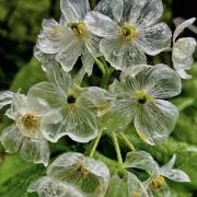 Holly