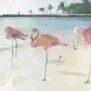 mimiの画像