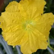 もぐの画像
