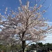 shigeの画像