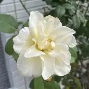 こいこいの画像