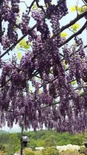 ❁むぎ花日和 ❁﻿の画像