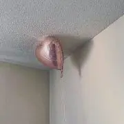 さくらの画像