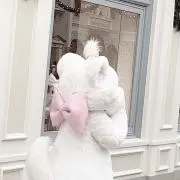 にゃんぴの画像