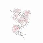 MnMp 〜24時間以内発送〜の画像