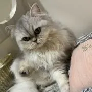 まやの画像