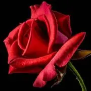 Roseの画像