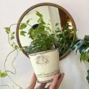 あみの画像