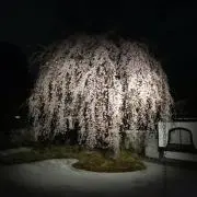 Masaの画像