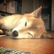 あいあい