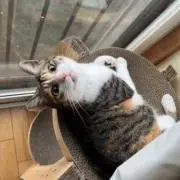 さかなの画像
