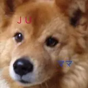 JUママ