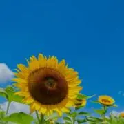 ミミケアの画像