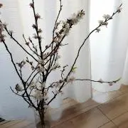 karinの画像