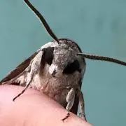 muedaの画像