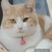 ひなかなの画像