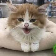 まりーごーるど