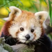 かまぼこの画像