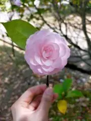 メイ　断捨離していますの画像