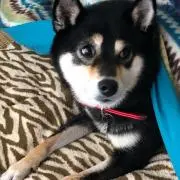 jimko