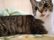 猫好き