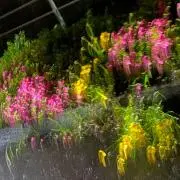 sakanaの画像