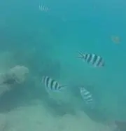 tochaanの画像