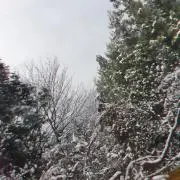 のりの画像