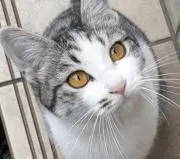 メルの画像